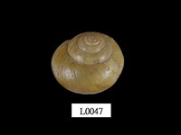 藏品(球蝸牛)的圖片